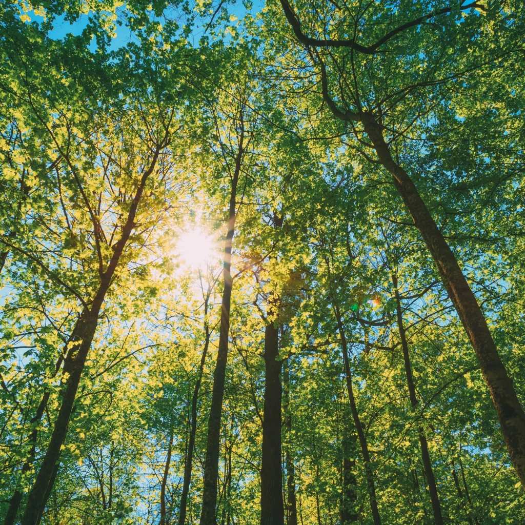 13_Carbon Intensity-min.jpg